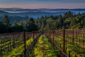 foggy hills and vineyard