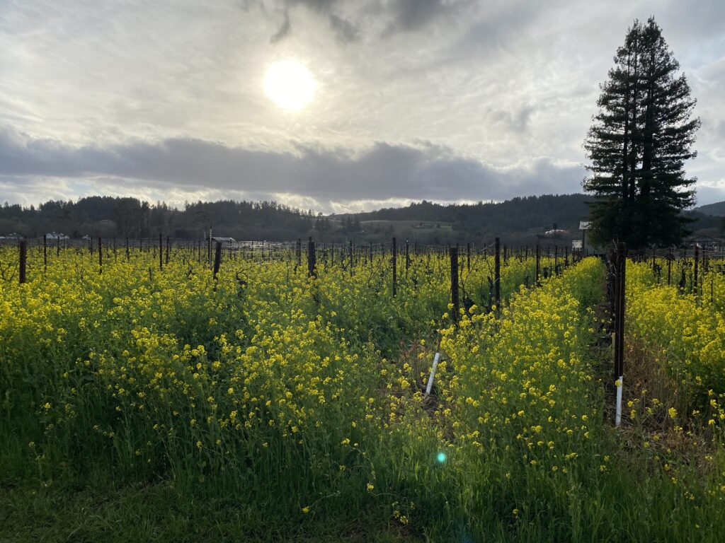 sun over blooming flowers in vineyard